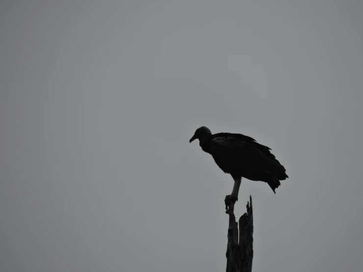 a bird standing on top of a wooden post