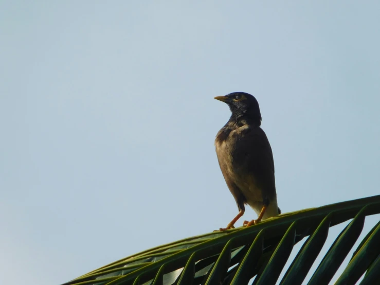 a bird standing on top of a palm tree leaf