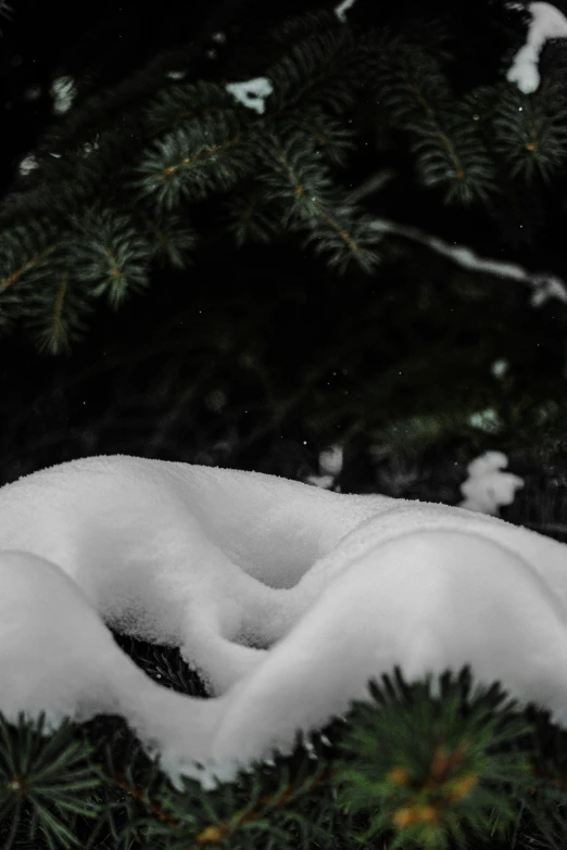 snowy grass covered in snow next to trees