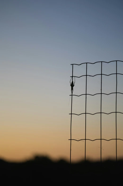 some kind of wire fence with spider crawling up on it