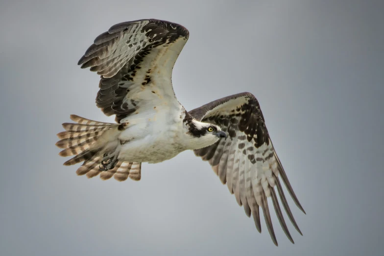 an ospree flying in a gray sky