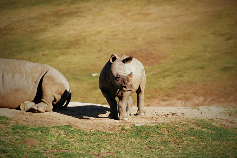 two rhinoceros laying down on the ground in an open field