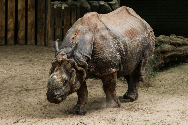 a large rhino standing on top of a dirt field