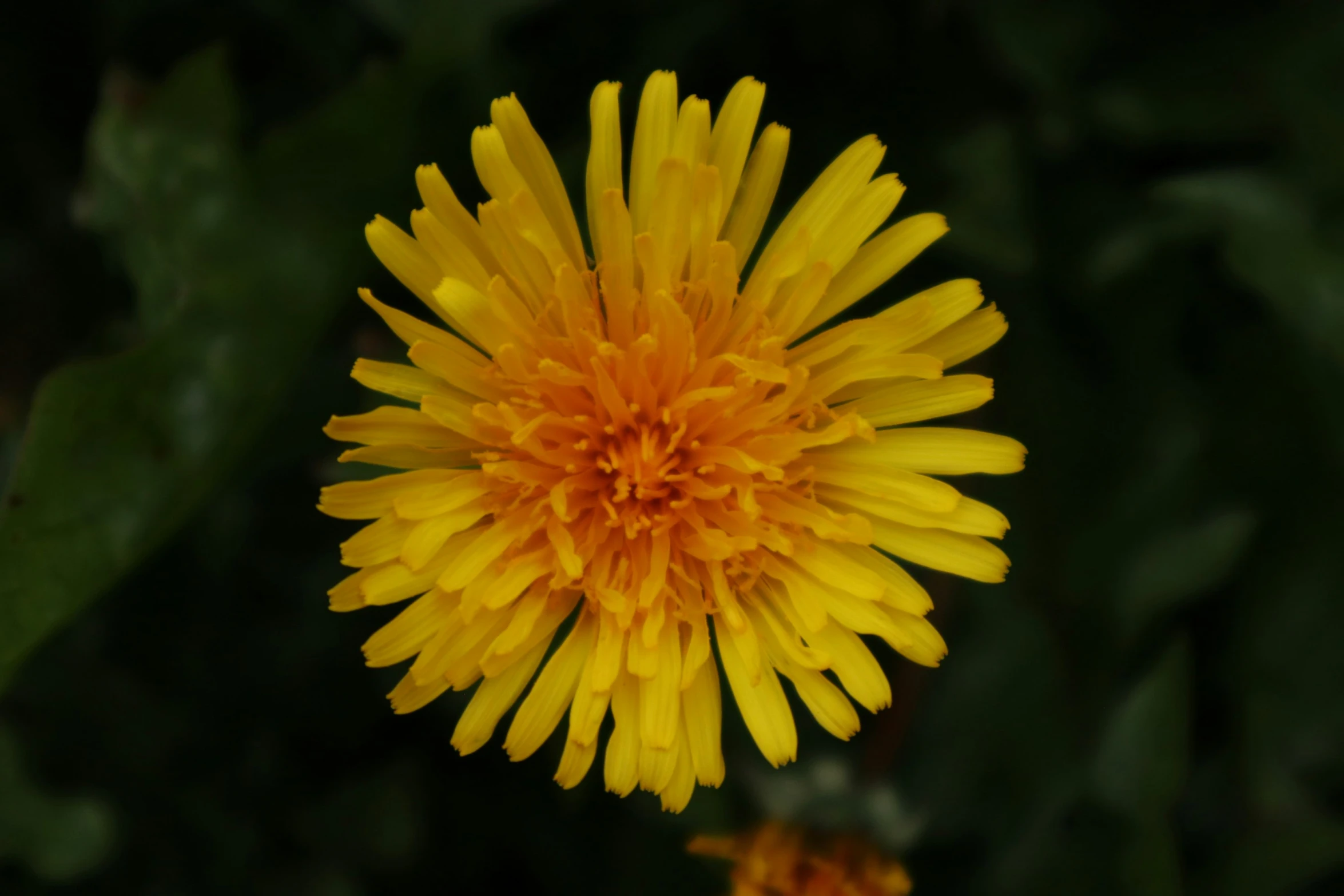 a close up po of a yellow flower