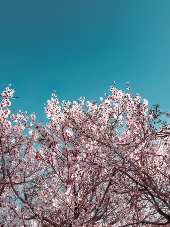 a blue sky and some white and pink flowers