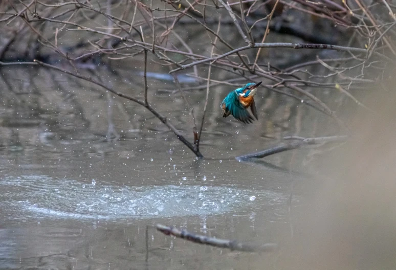 an image of a bird in the water