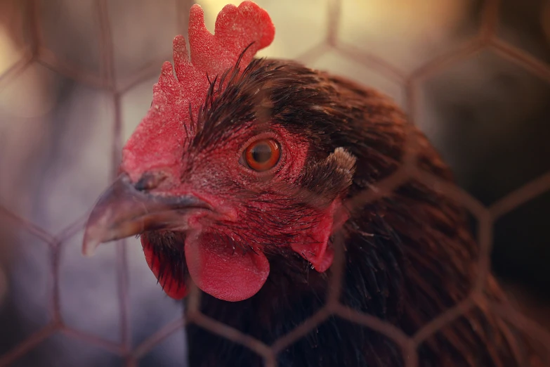 a close up of a rooster on a chicken cage