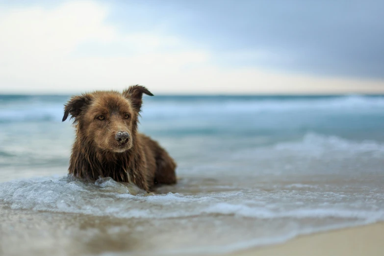 a dog with a wet face laying in the water at the beach