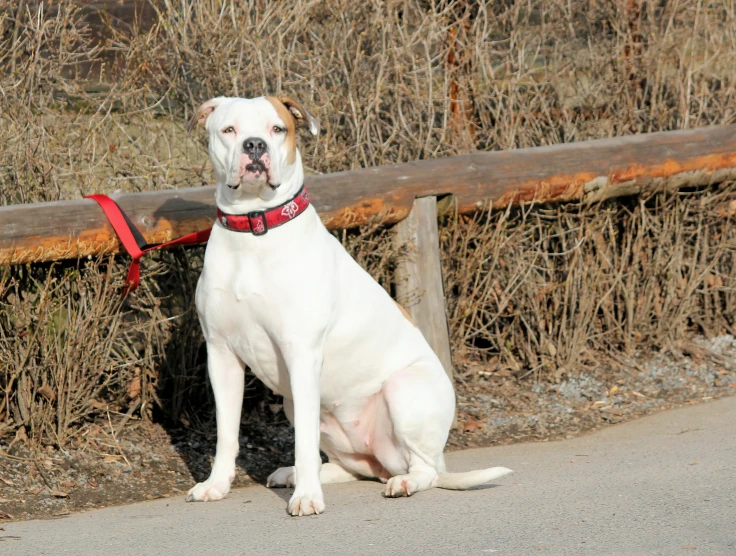 a dog with a collar sitting on the sidewalk
