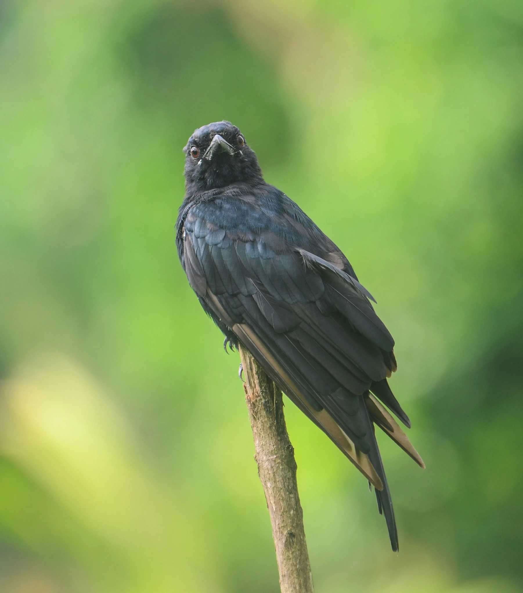 a black bird sitting on top of a green nch