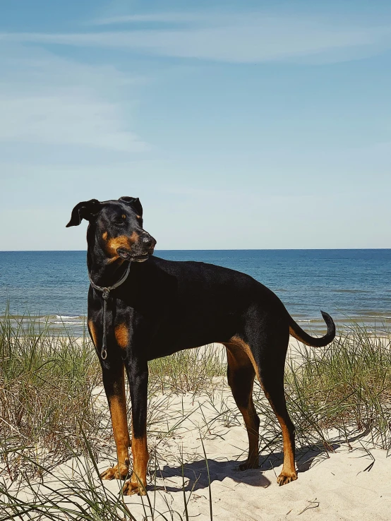 a black and brown dog standing on top of a beach