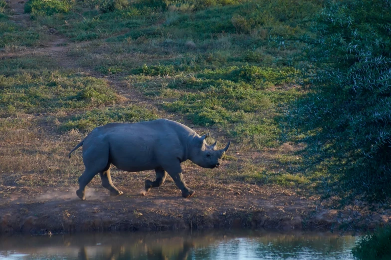 the rhino is walking alone on a patch of dirt near the water