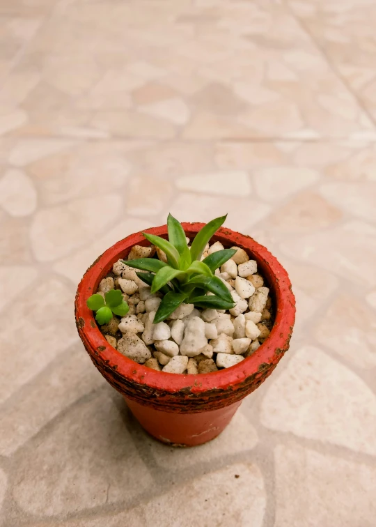 small clay planter with graveled pebbles and green plant in middle