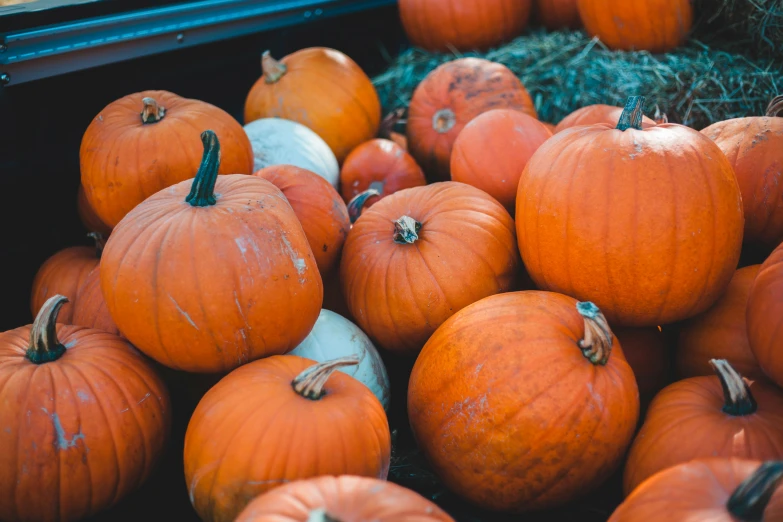 a large group of pumpkins piled up together