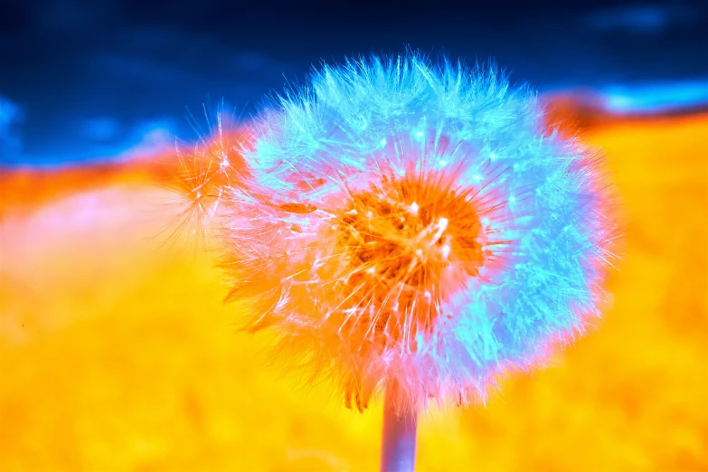 closeup s of a large dandelion flower in an open field