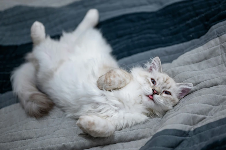 a kitten rolling on top of a bed