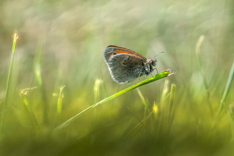 a black erfly is perched on top of the blade of grass