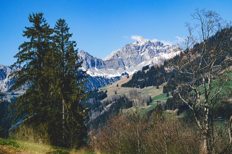 a green meadow in the mountains surrounded by forest