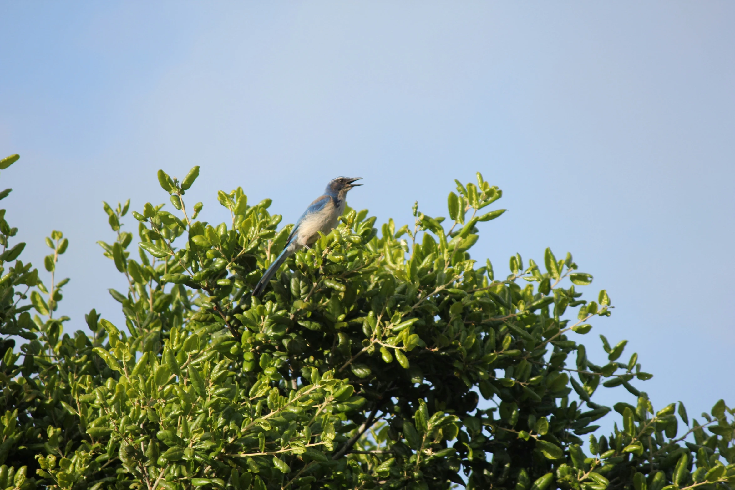 a bird is sitting in the top of a tree