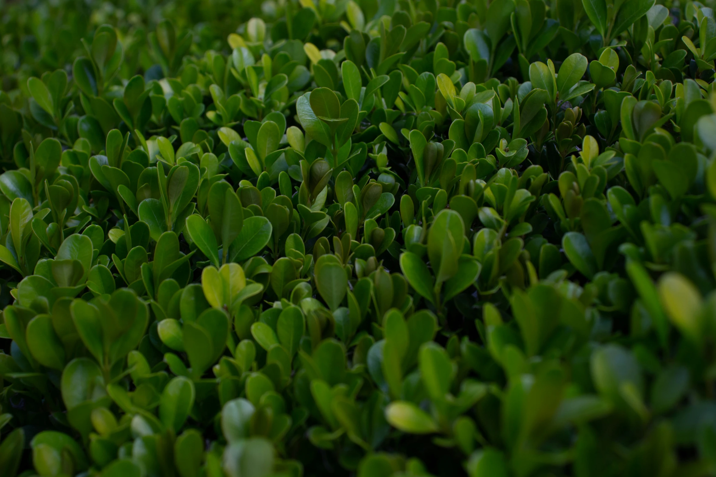 a close up view of green plants that are close together