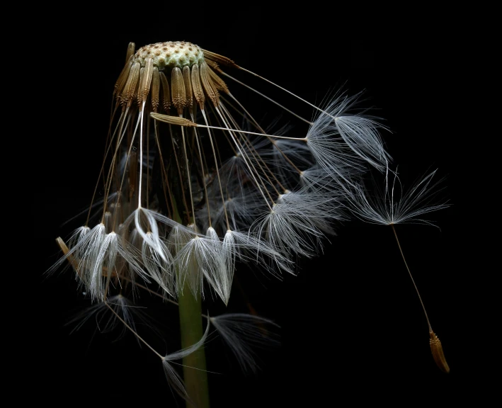 dandelion seeds are on the stem of a plant