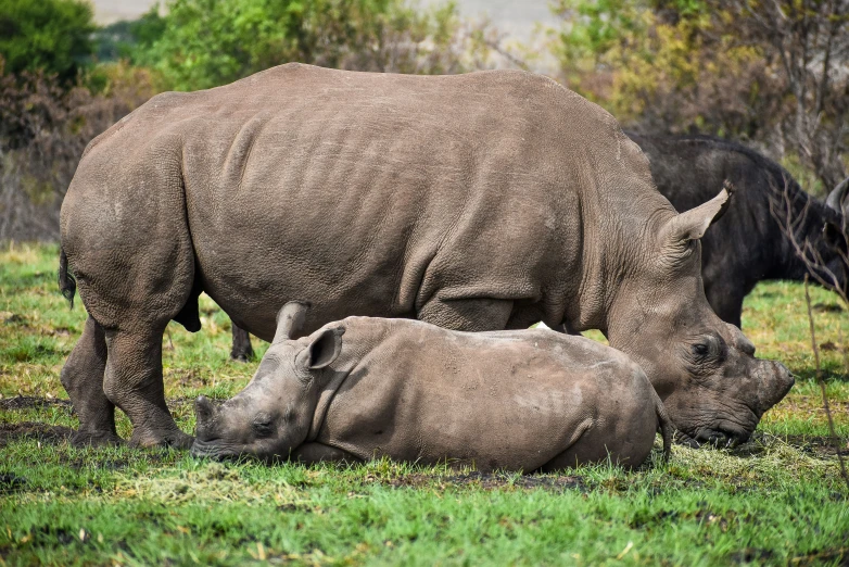 a baby rhino nursing on it's mother in the wild