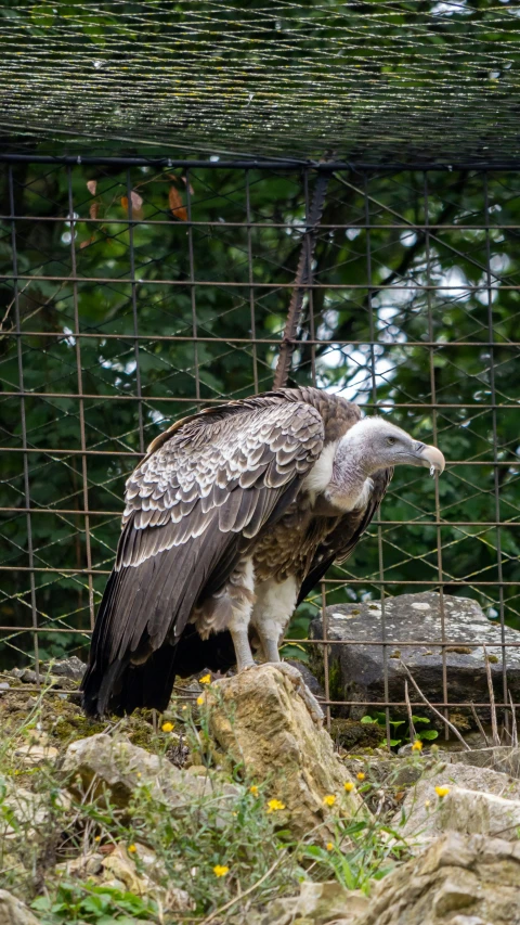 an eagle is perched on a rock with it's beak open