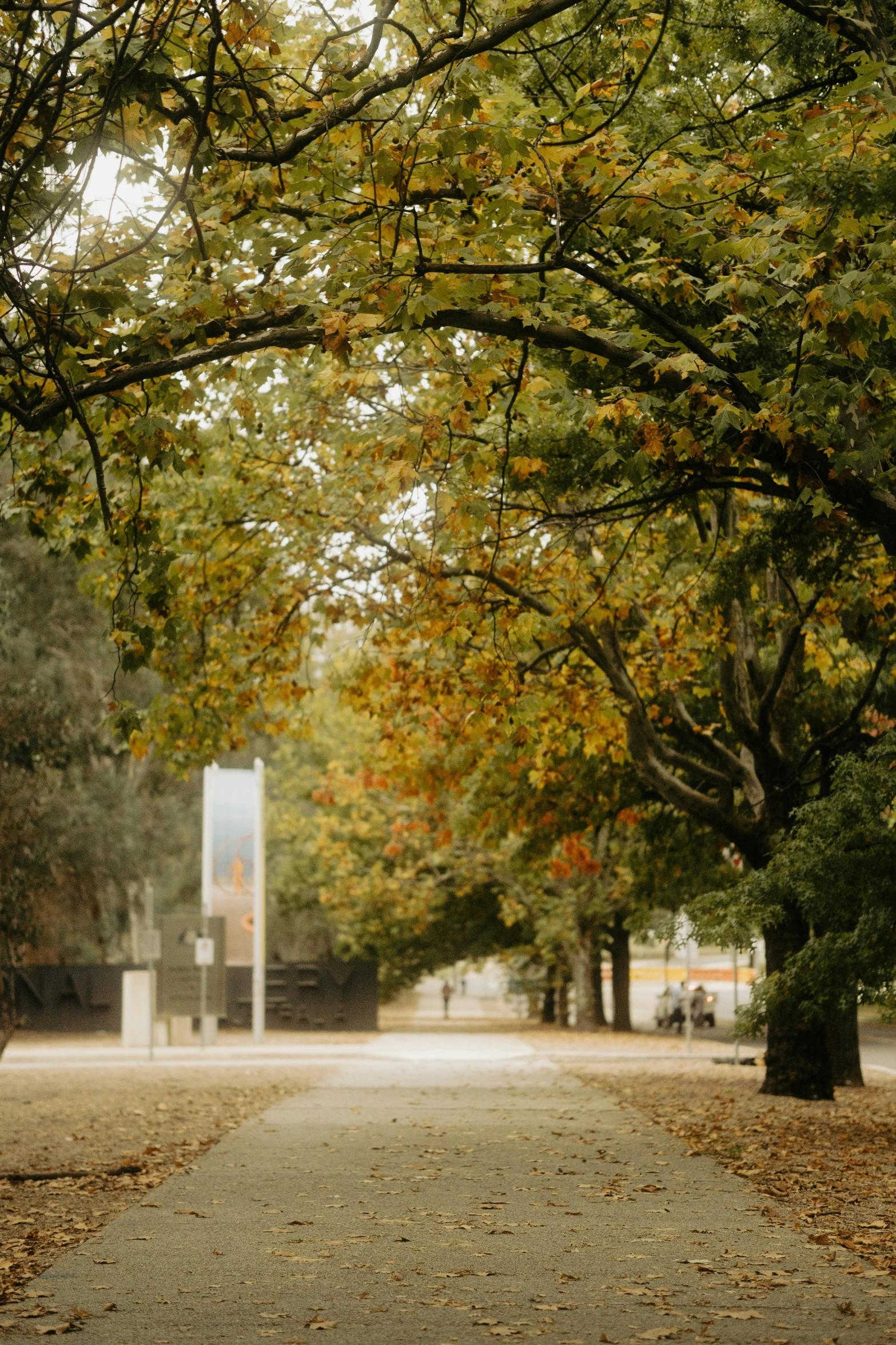 a tree lined street next to a tall monument