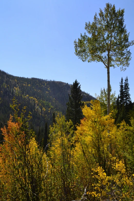 a field of trees that have yellow leaves