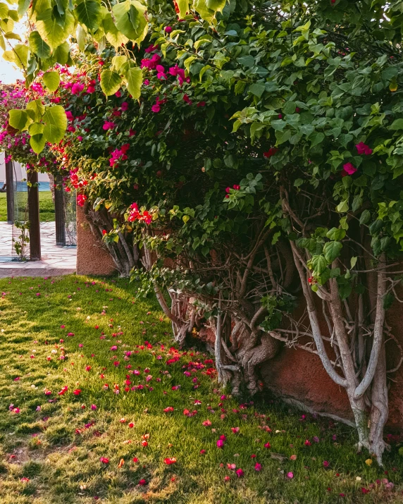 the beautiful flowering tree is in bloom next to the wall