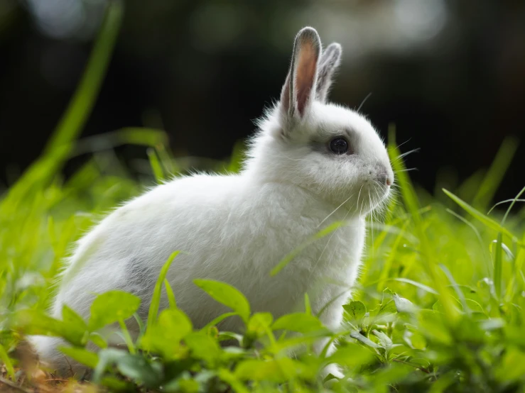 white rabbit in a field of green leaves