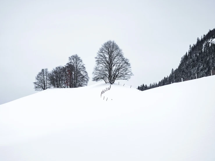 a snow - covered mountain range with two evergreens in the background