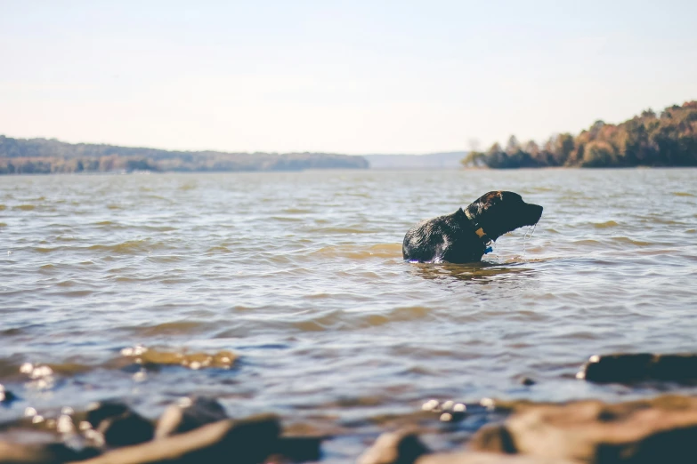 there is a black dog with it's head above the water