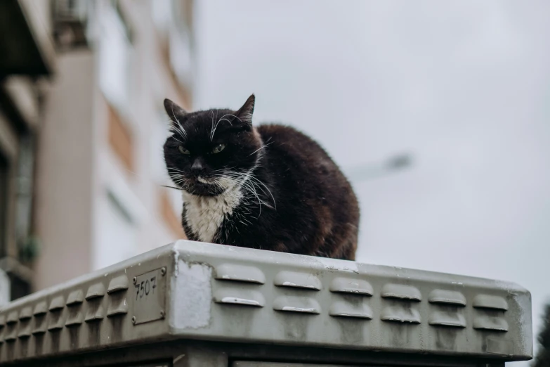 a black and white cat is perched on top of a building