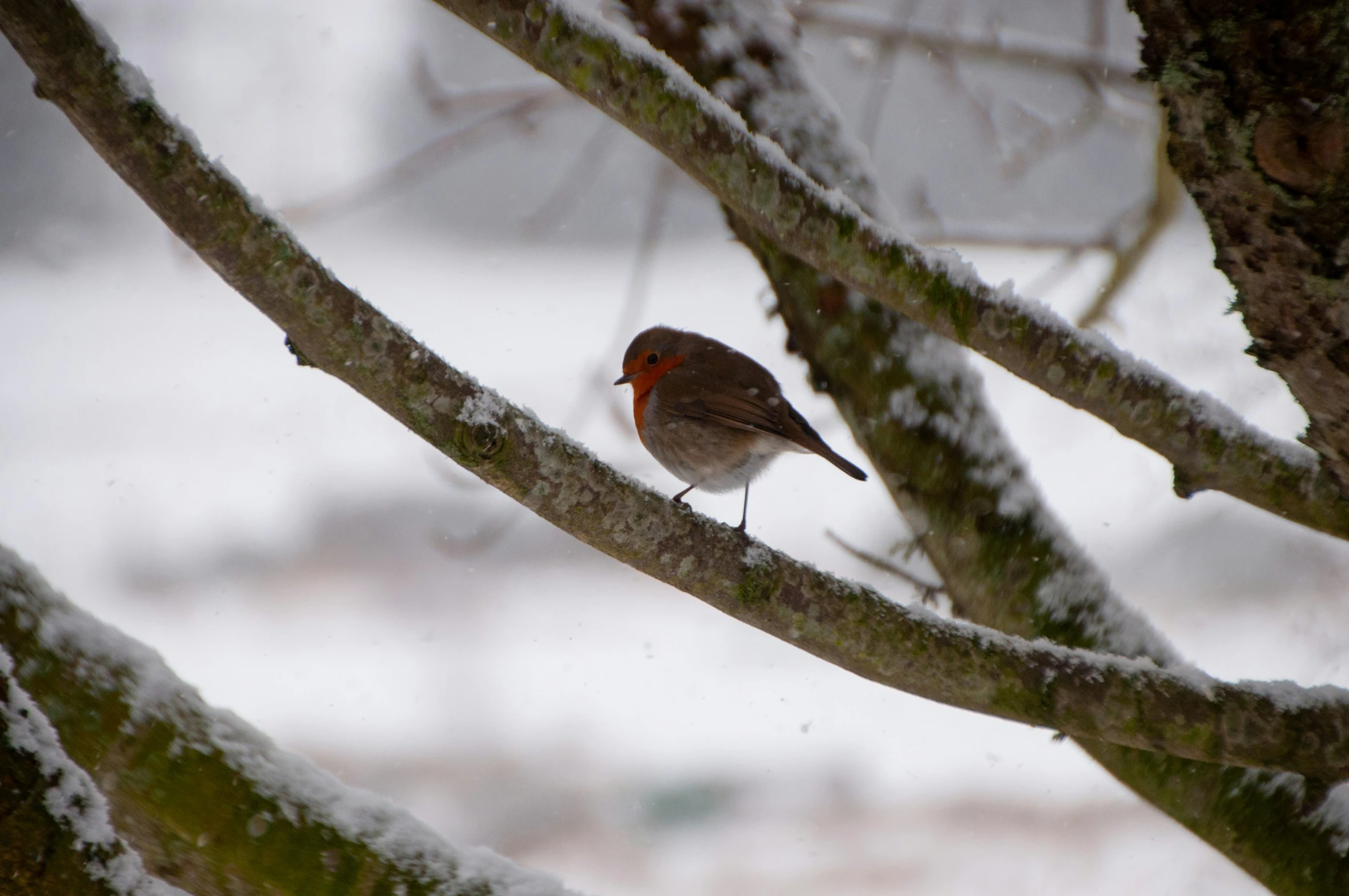 a small bird perched on a tree nch with a lot of snow