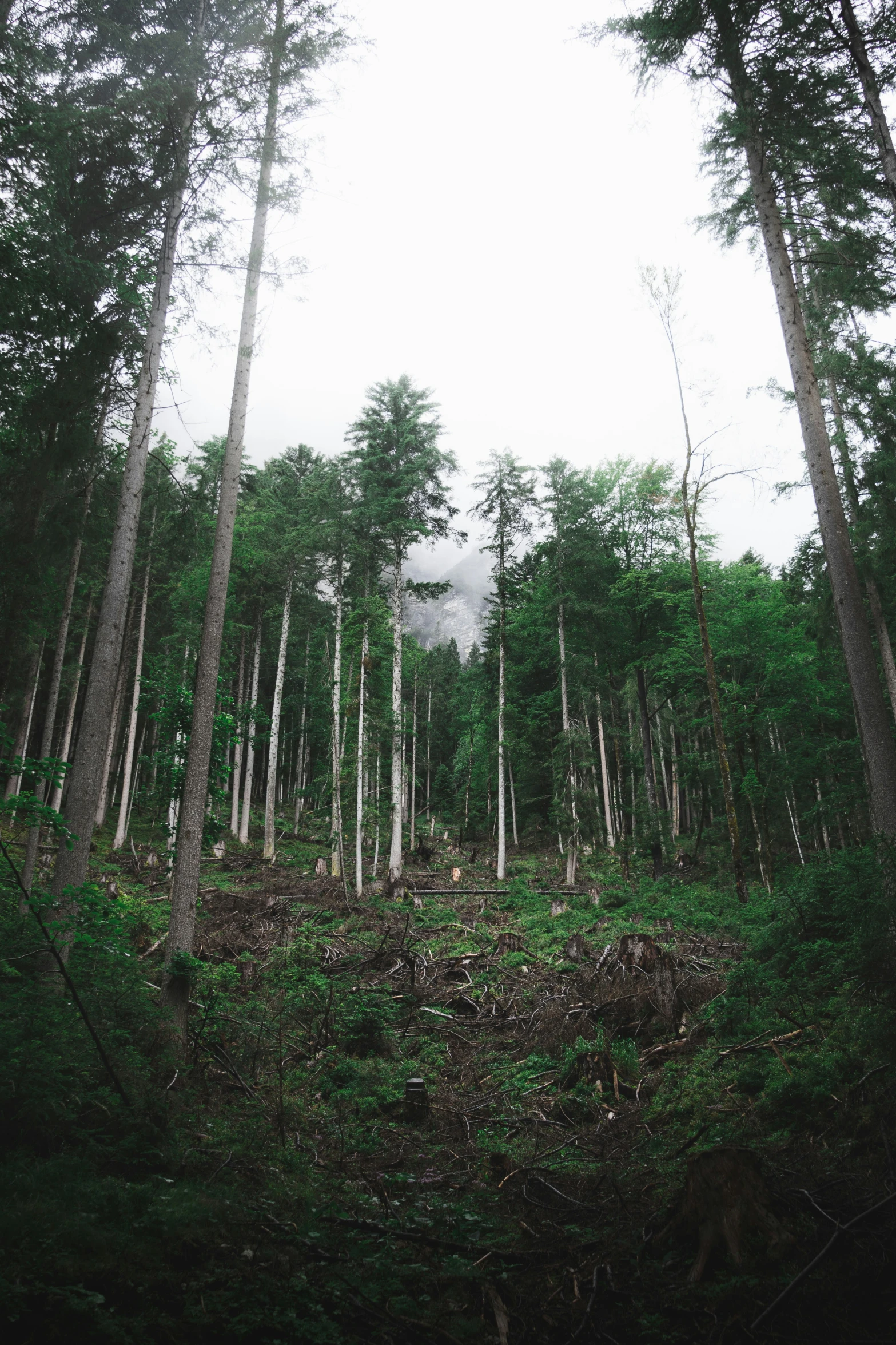 a green clearing is surrounded by a grove of pine trees