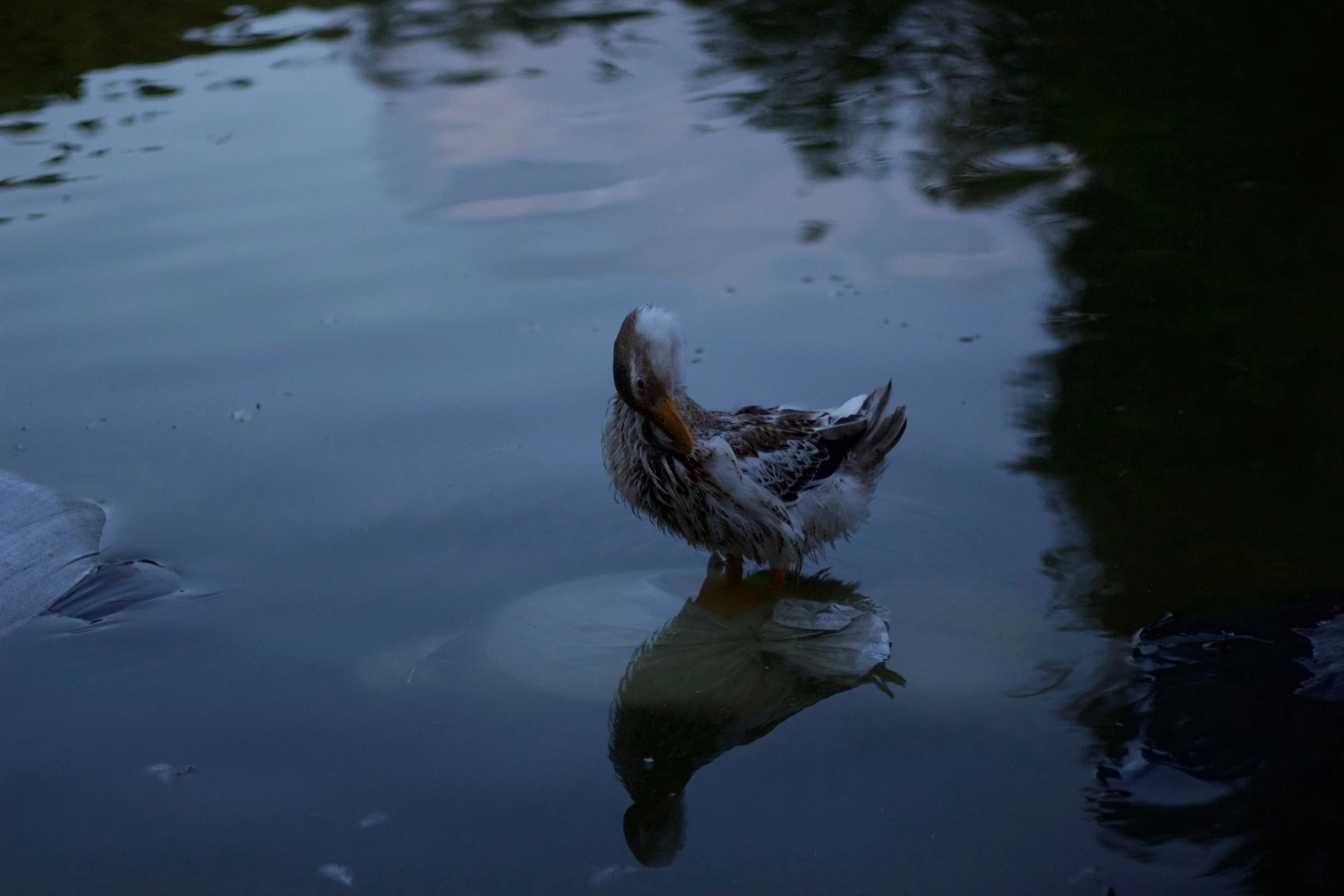 a duck standing in a pool looking down