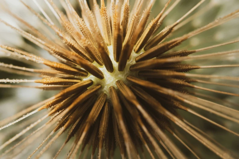 a close - up of a very colorful dandelion