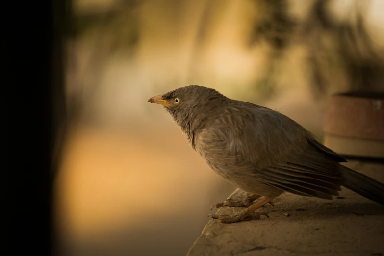 a bird sits atop the side of a building