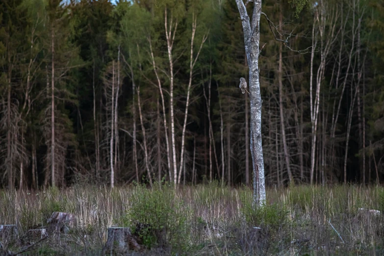 some large white trees and some grass and plants