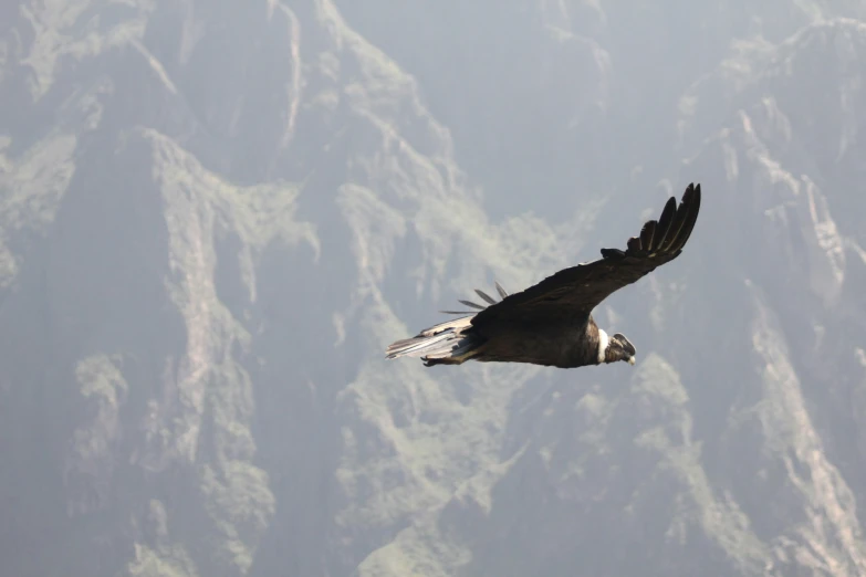 there is a black and white bird flying in the sky