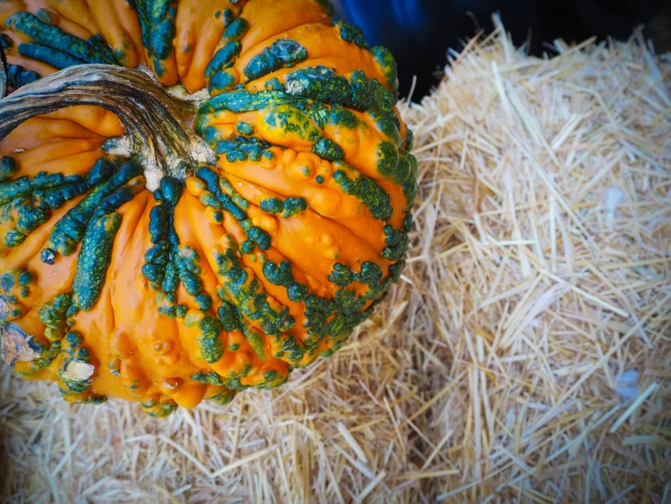 a small orange pumpkin sits on some hay