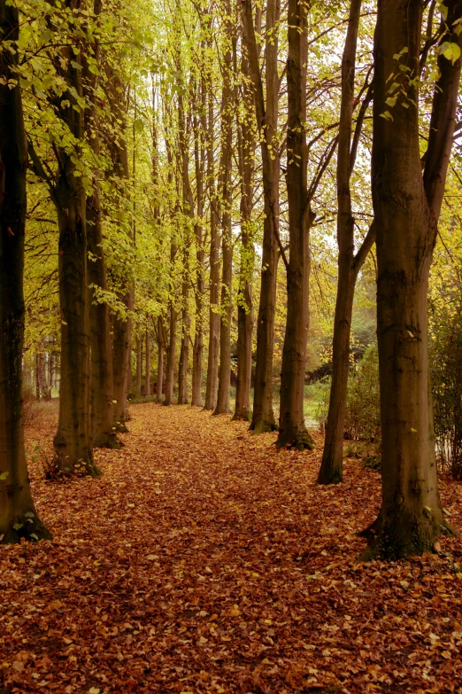 a path is surrounded by rows of leafy trees