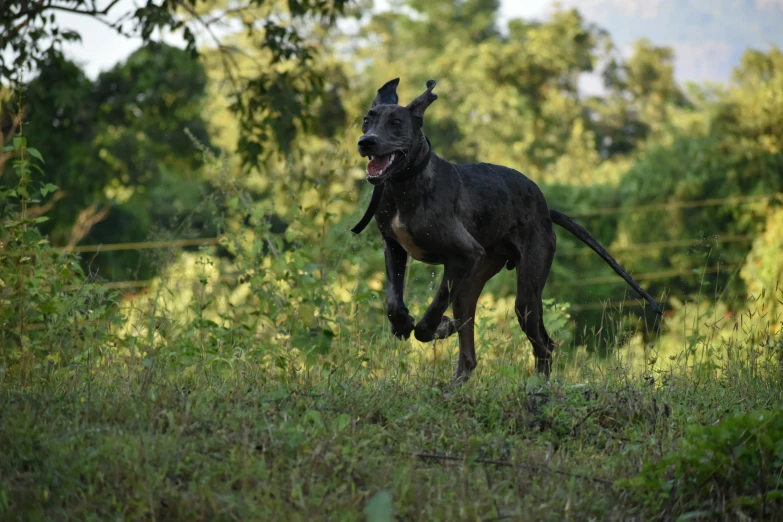 a black dog running through the grass in a wooded area