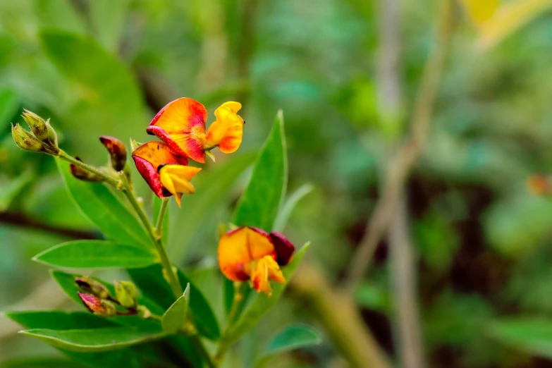 there are small yellow and red flowers in the wild