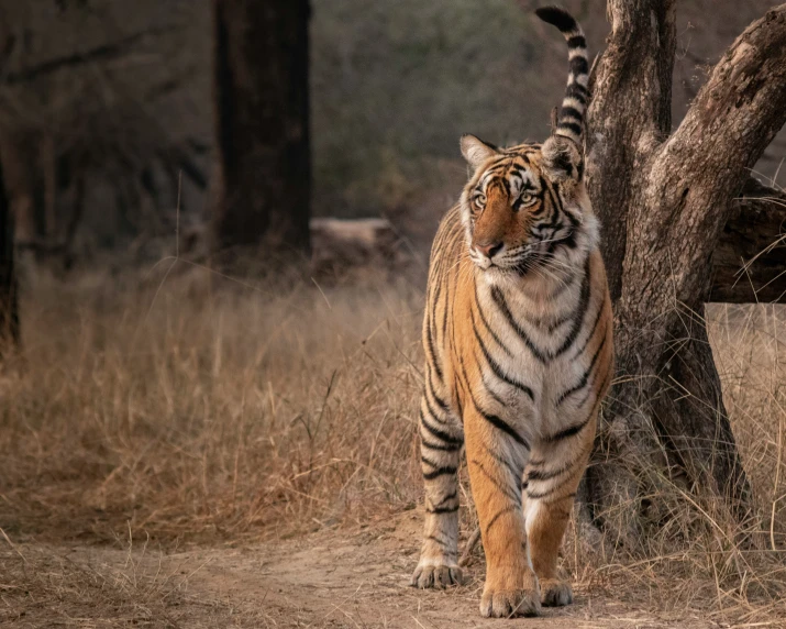 a tiger walking past a tree in an open field