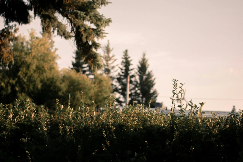 the view from a treeline overlooking a field with trees