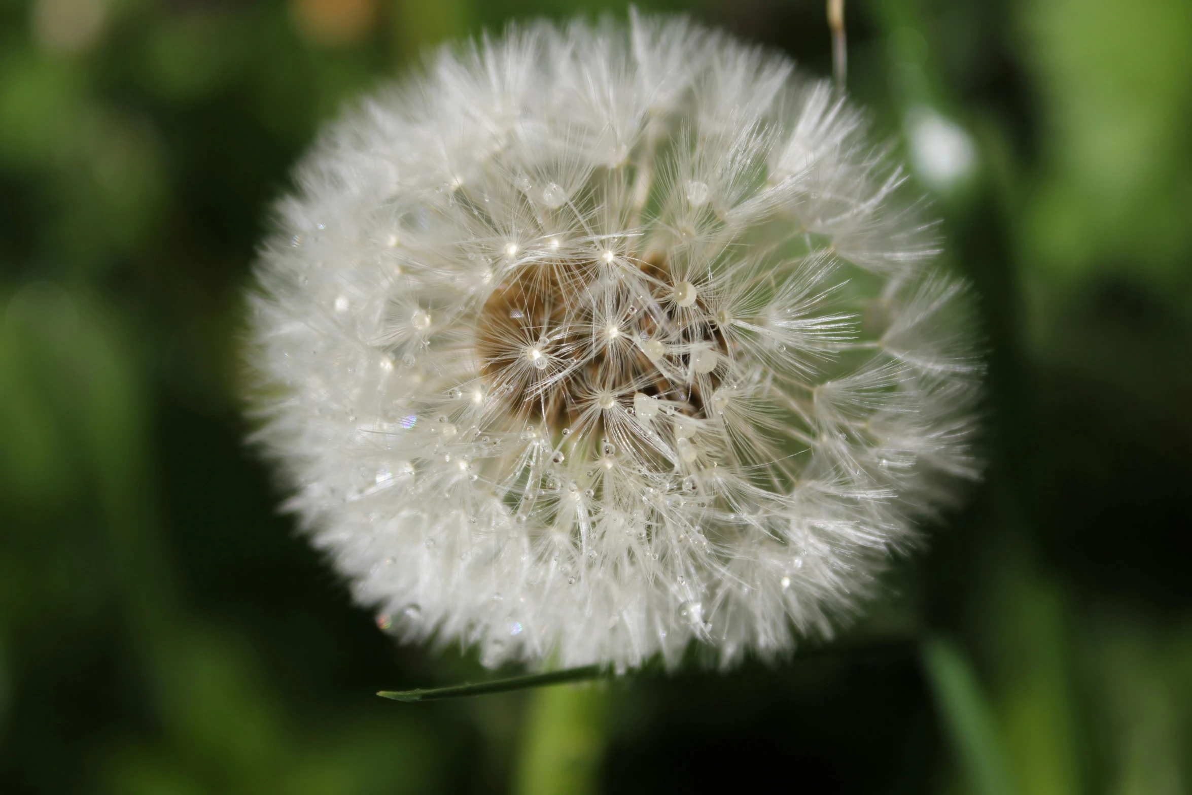 a dandelion with lots of white pollen