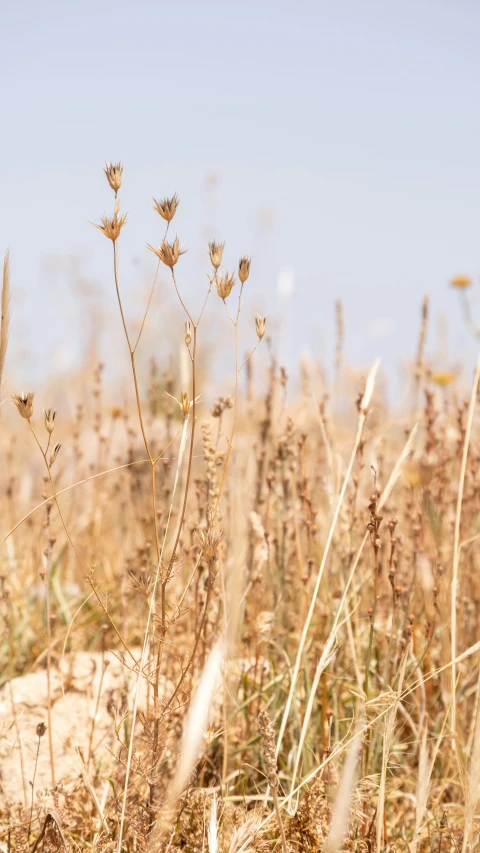 grass and other wildflowers with blue sky behind