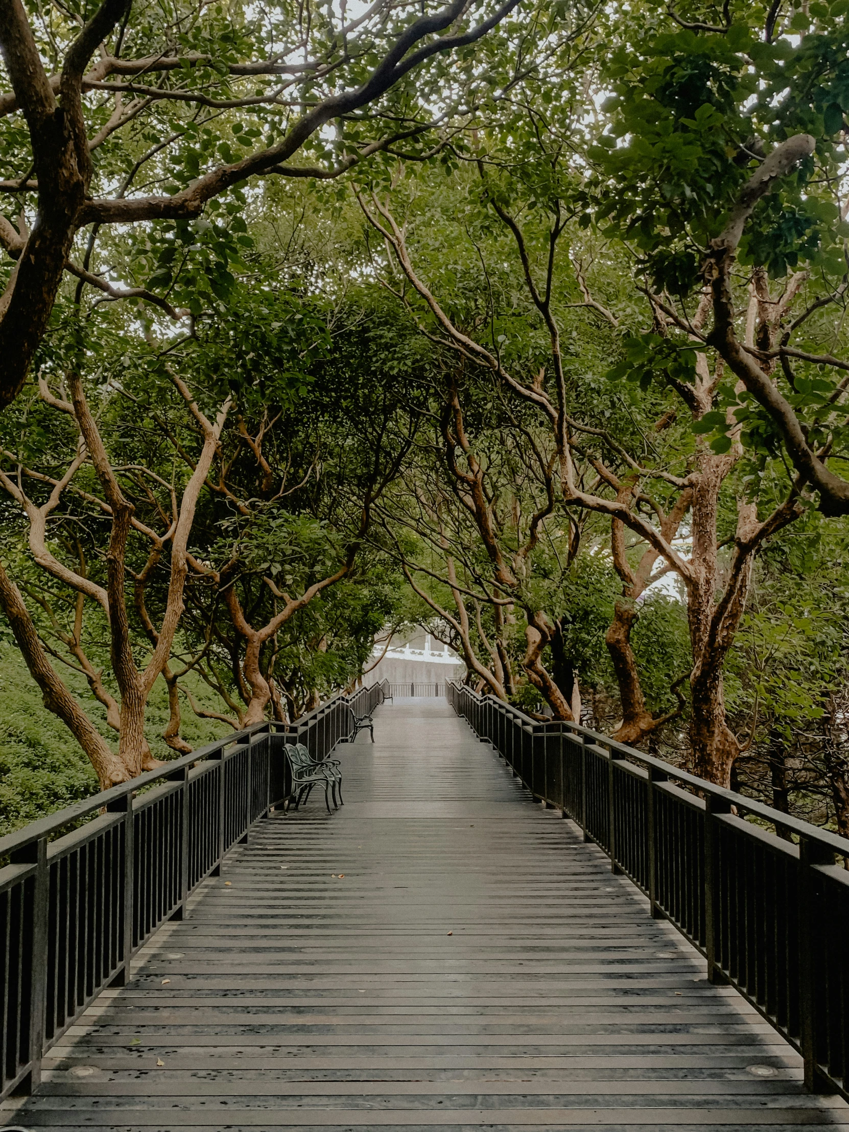 a wooden walkway surrounded by trees leading to an end